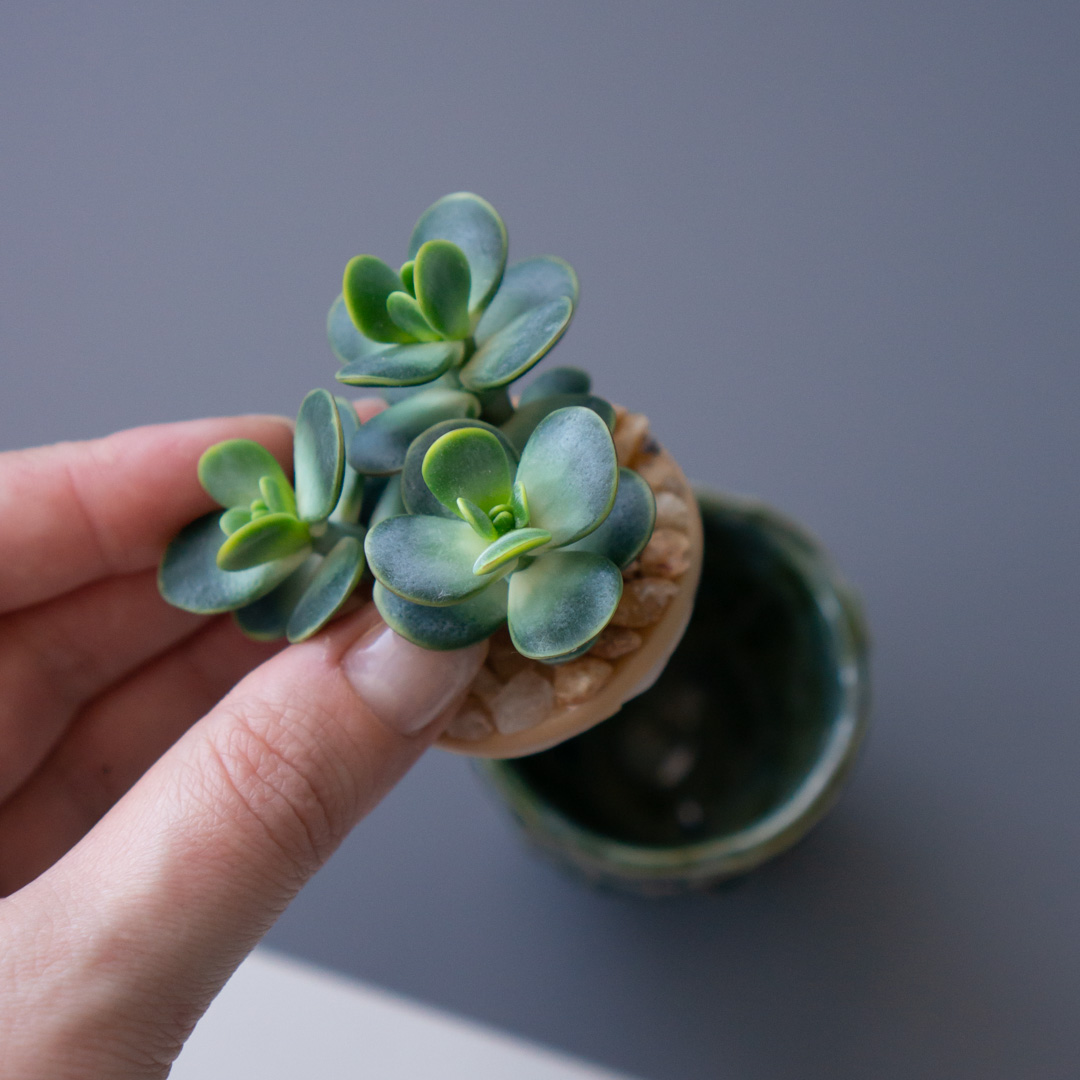 4_stash_trinket_box_with_polymer_clay_crassula_ovata
