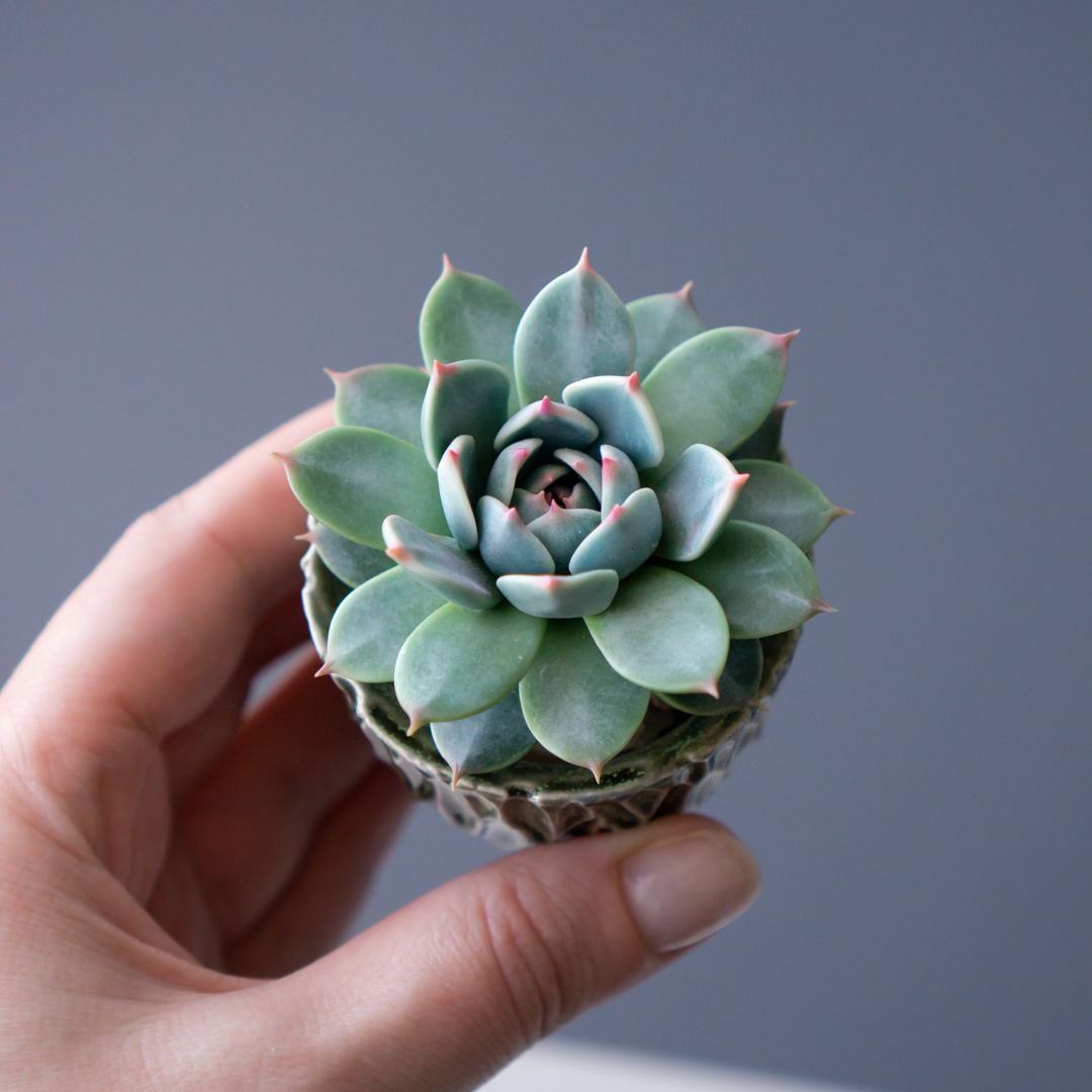 4_stash_trinket_box_with_polymer_clay_echeveria_chihuahuensis