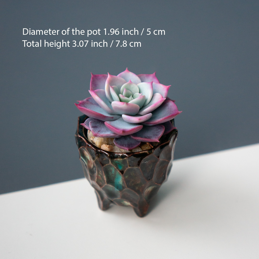 4_stash_trinket_box_with_polymer_clay_echeveria_fairy_queen