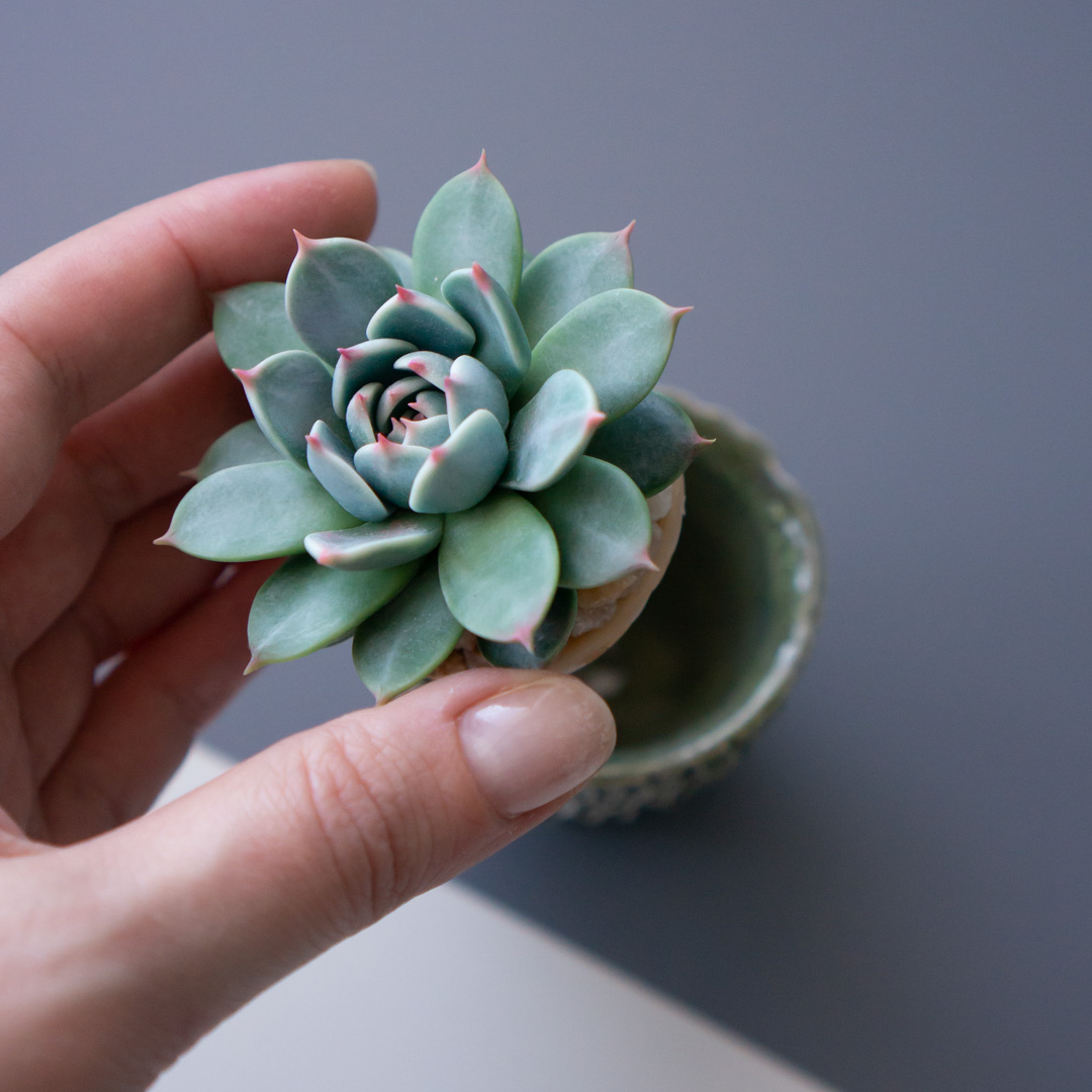 6_stash_trinket_box_with_polymer_clay_echeveria_chihuahuensis