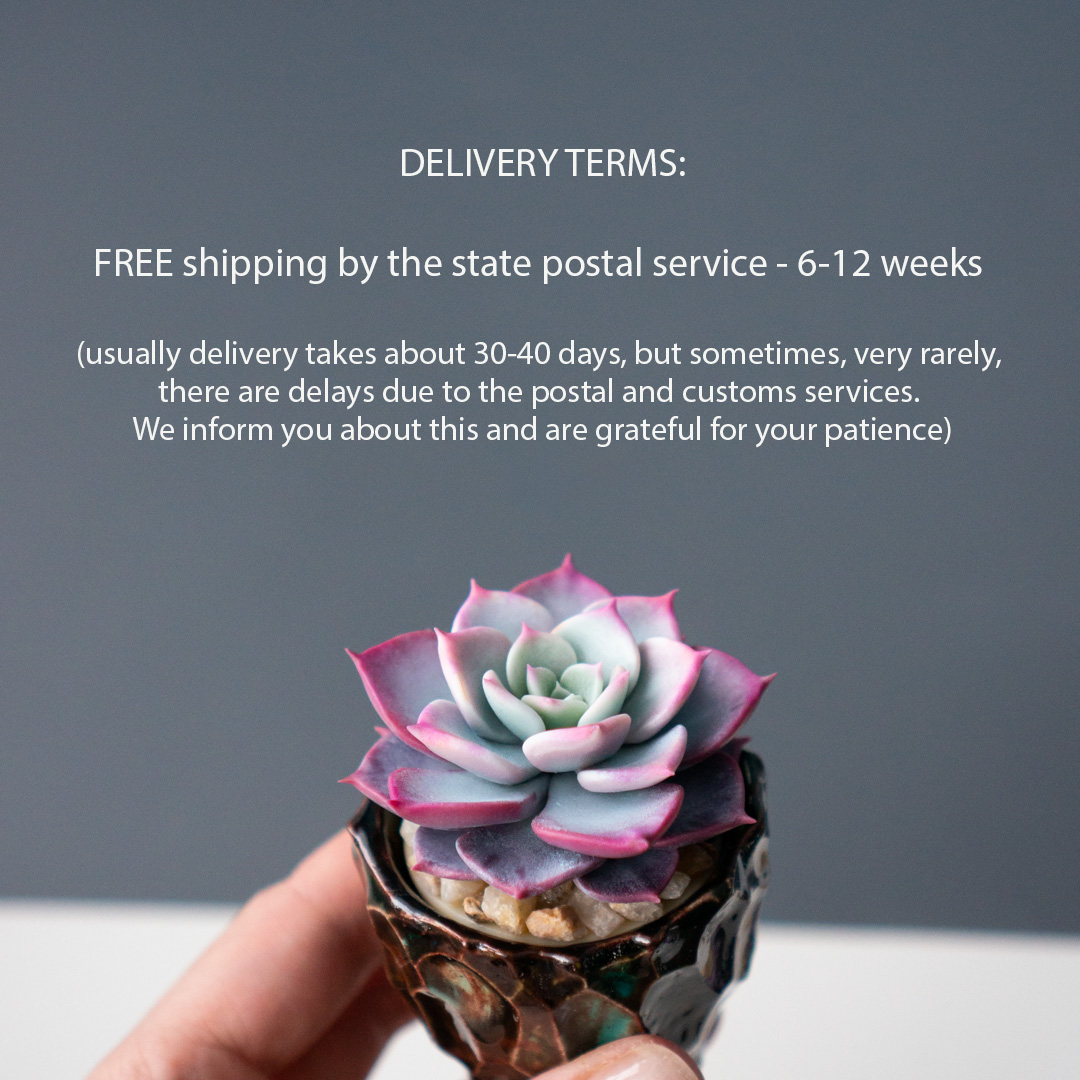 6_stash_trinket_box_with_polymer_clay_echeveria_fairy_queen