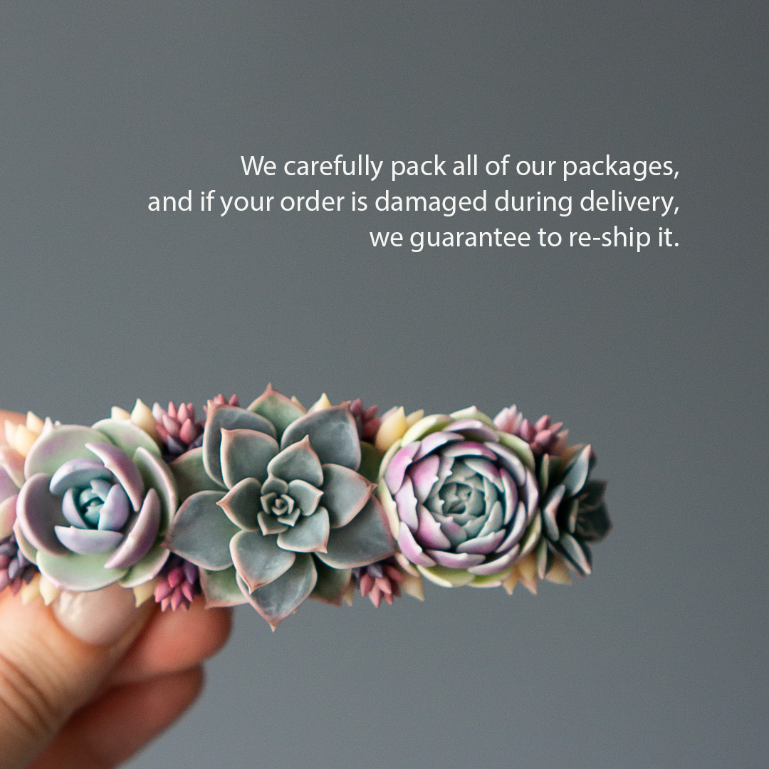 6_succulent_barrette_with_echeveria_lola