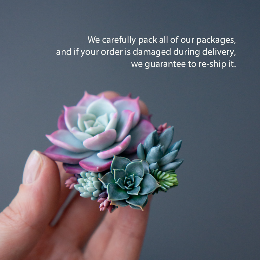 6_succulent_brooch_with_echeveria_fairy_queen