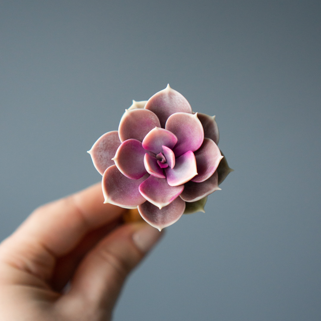 6_wooden_hair_stick_with_pink_echeveria_perle_von_nurnberg