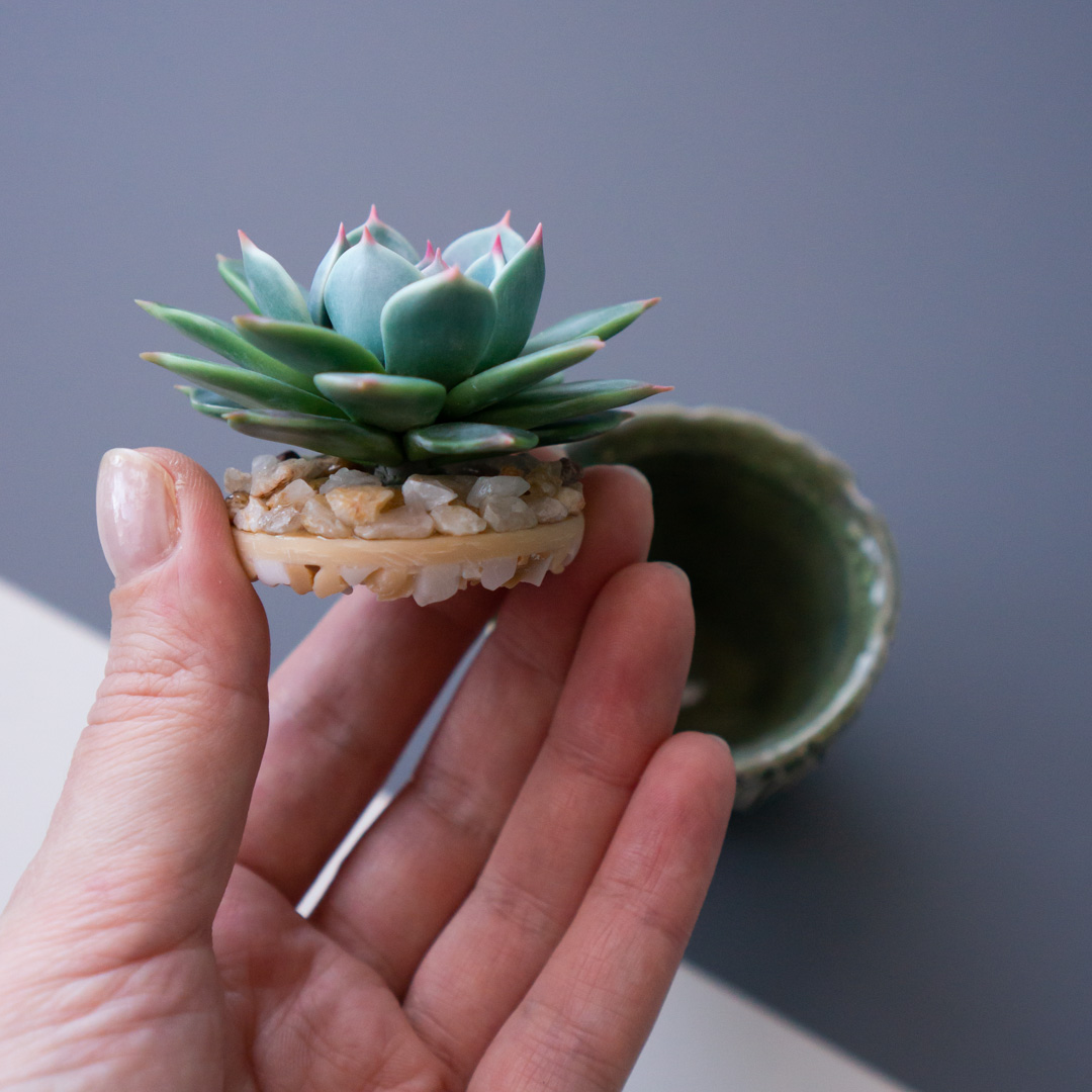 7_stash_trinket_box_with_polymer_clay_echeveria_chihuahuensis