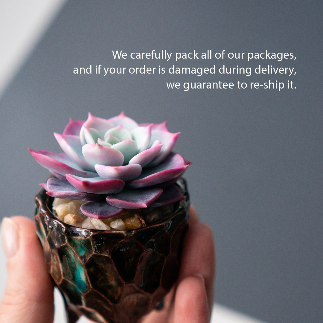 7_stash_trinket_box_with_polymer_clay_echeveria_fairy_queen
