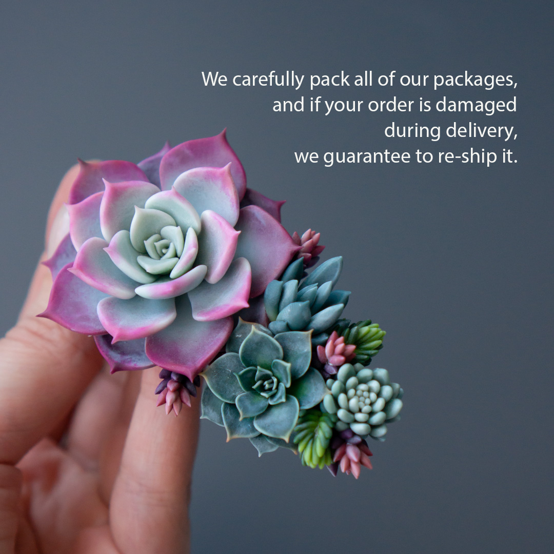 7_succulent_hair_clip_with_polymer_clay_echeveria_fairy_queen