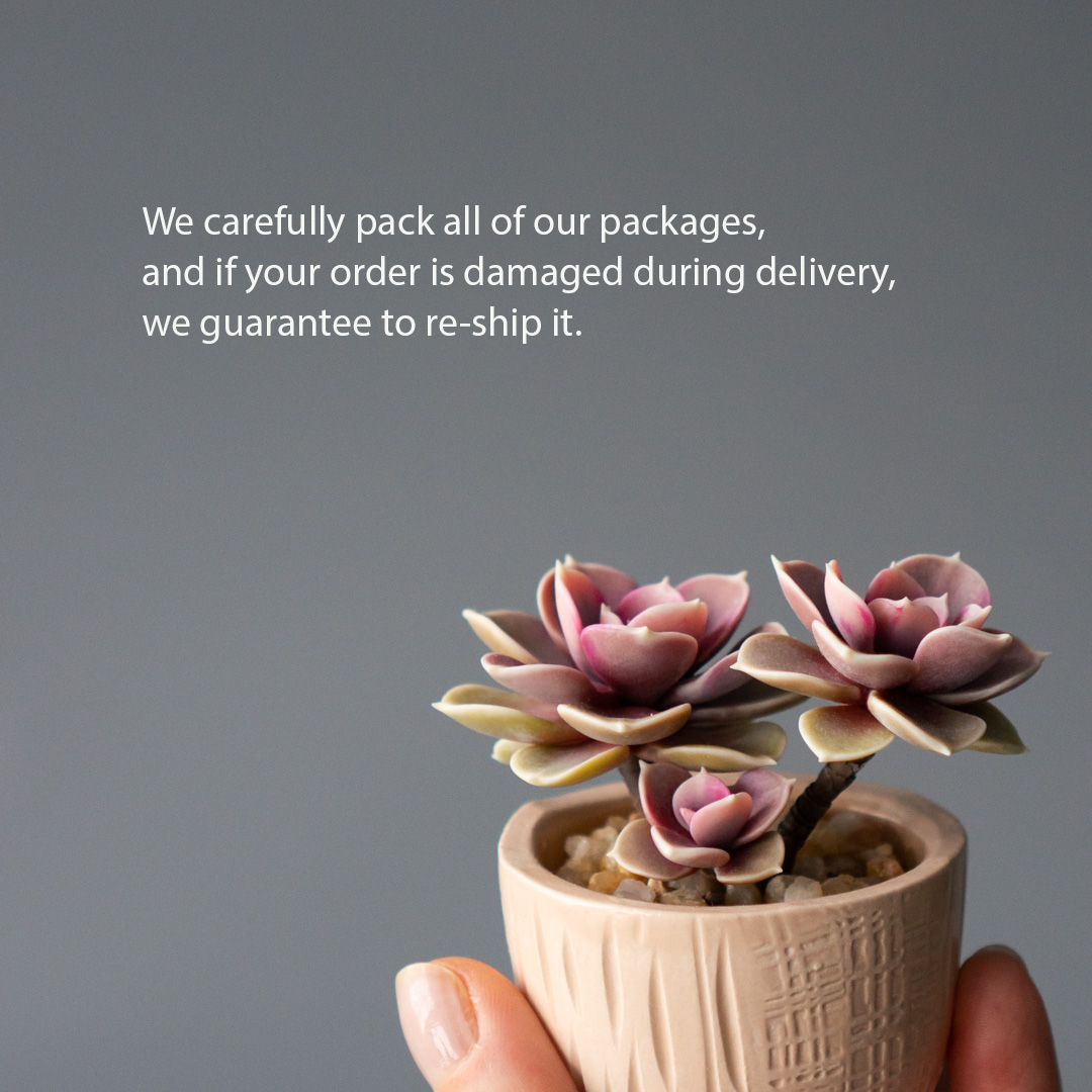 8_jewelry_box_with_pink_echeveria_perle_von_nurnberg