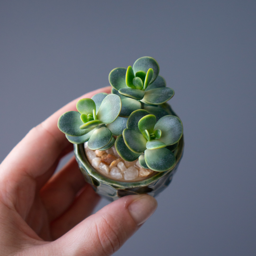 8_stash_trinket_box_with_polymer_clay_crassula_ovata