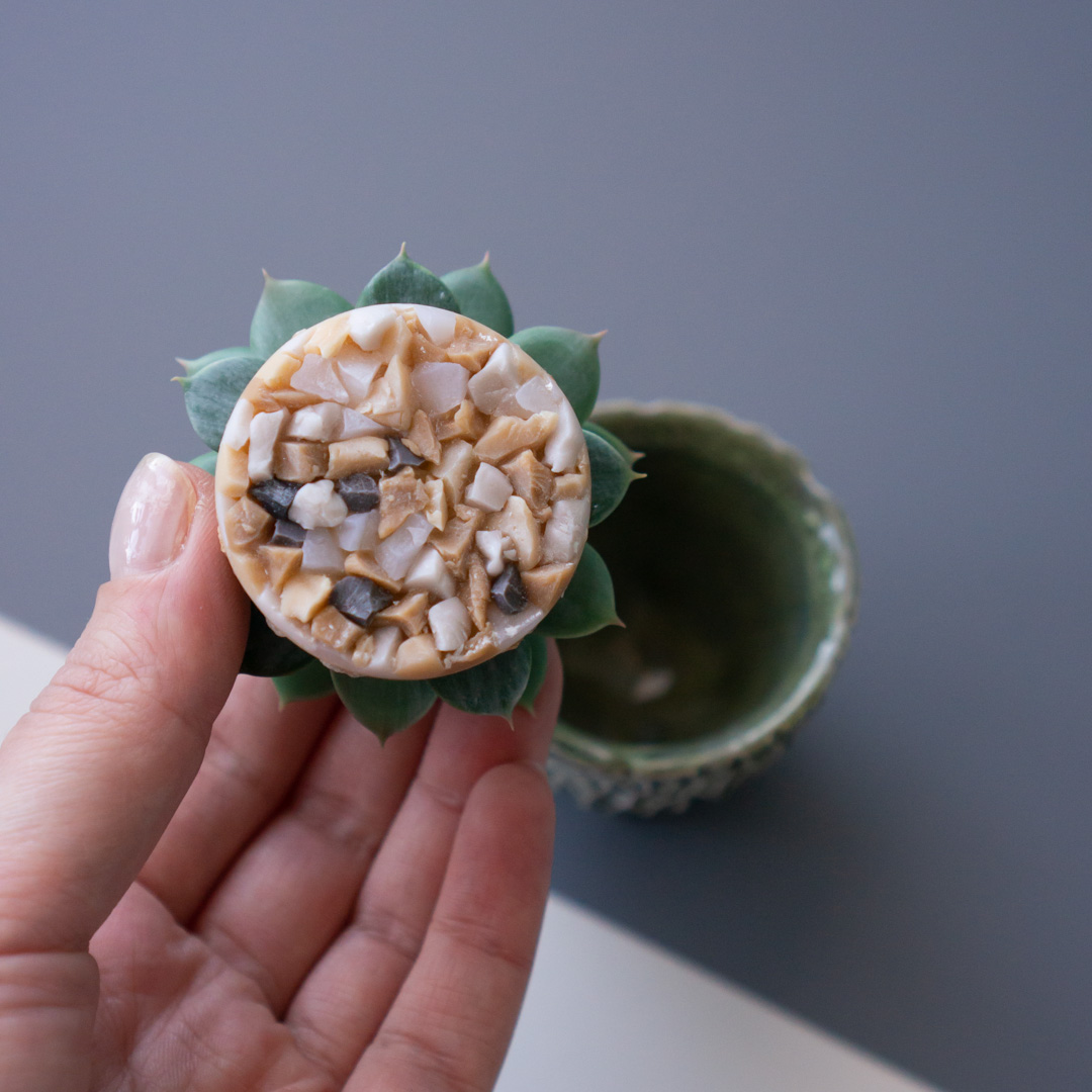 8_stash_trinket_box_with_polymer_clay_echeveria_chihuahuensis
