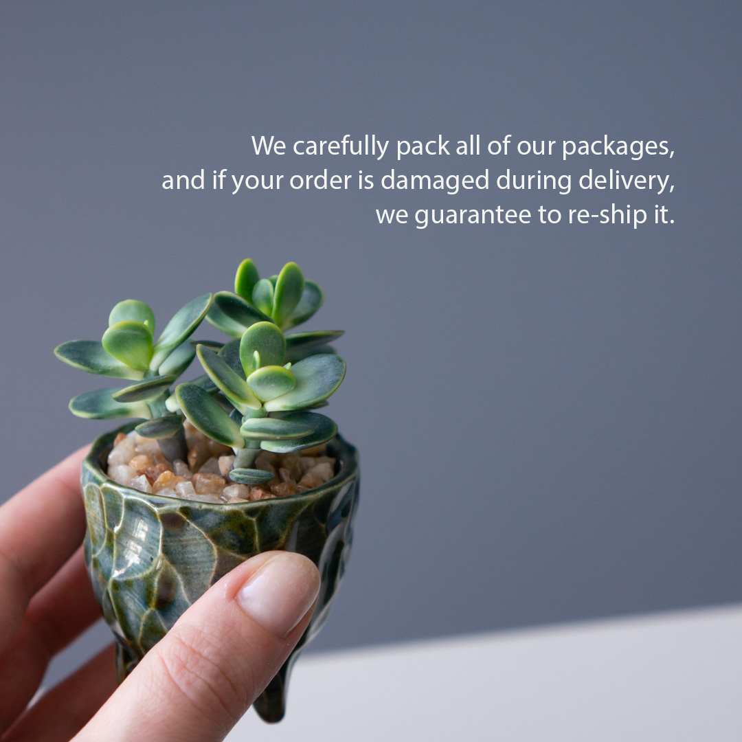 9_stash_trinket_box_with_polymer_clay_crassula_ovata