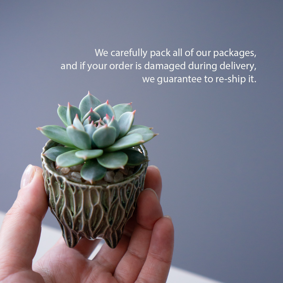 9_stash_trinket_box_with_polymer_clay_echeveria_chihuahuensis