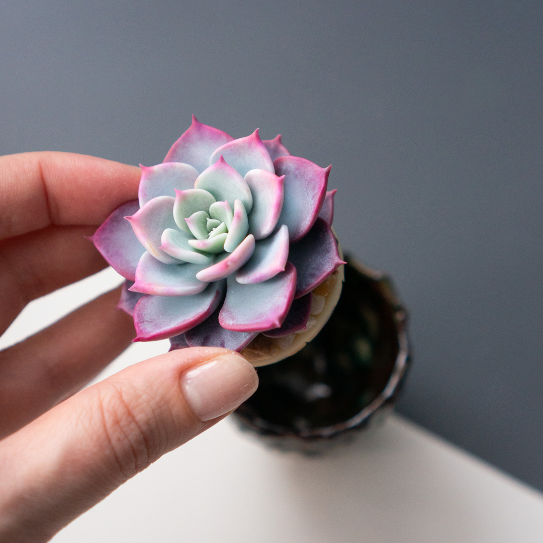9_stash_trinket_box_with_polymer_clay_echeveria_fairy_queen