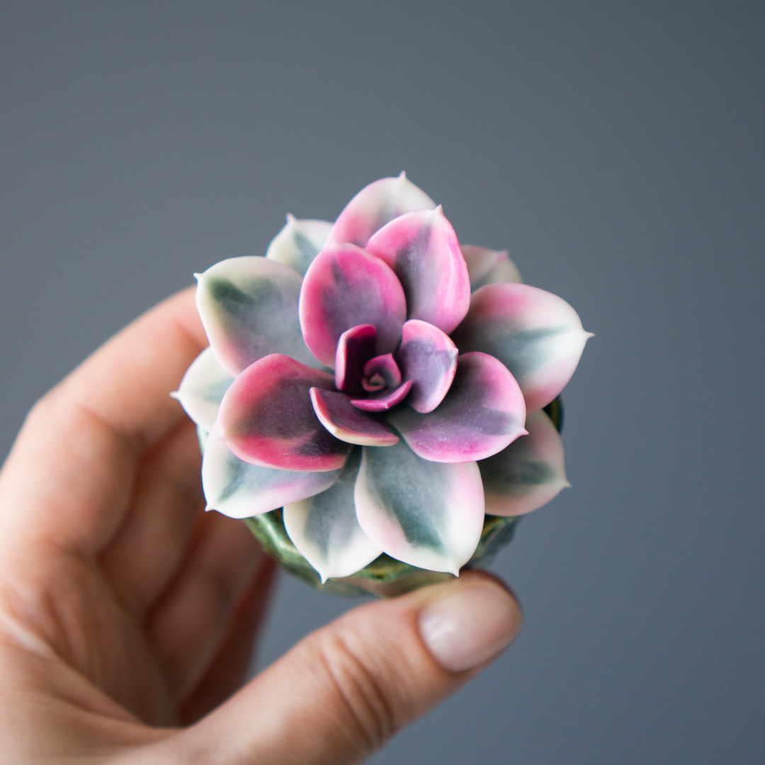 10_stash_jewelry_box_with_handcrafted_echeveria_rainbow