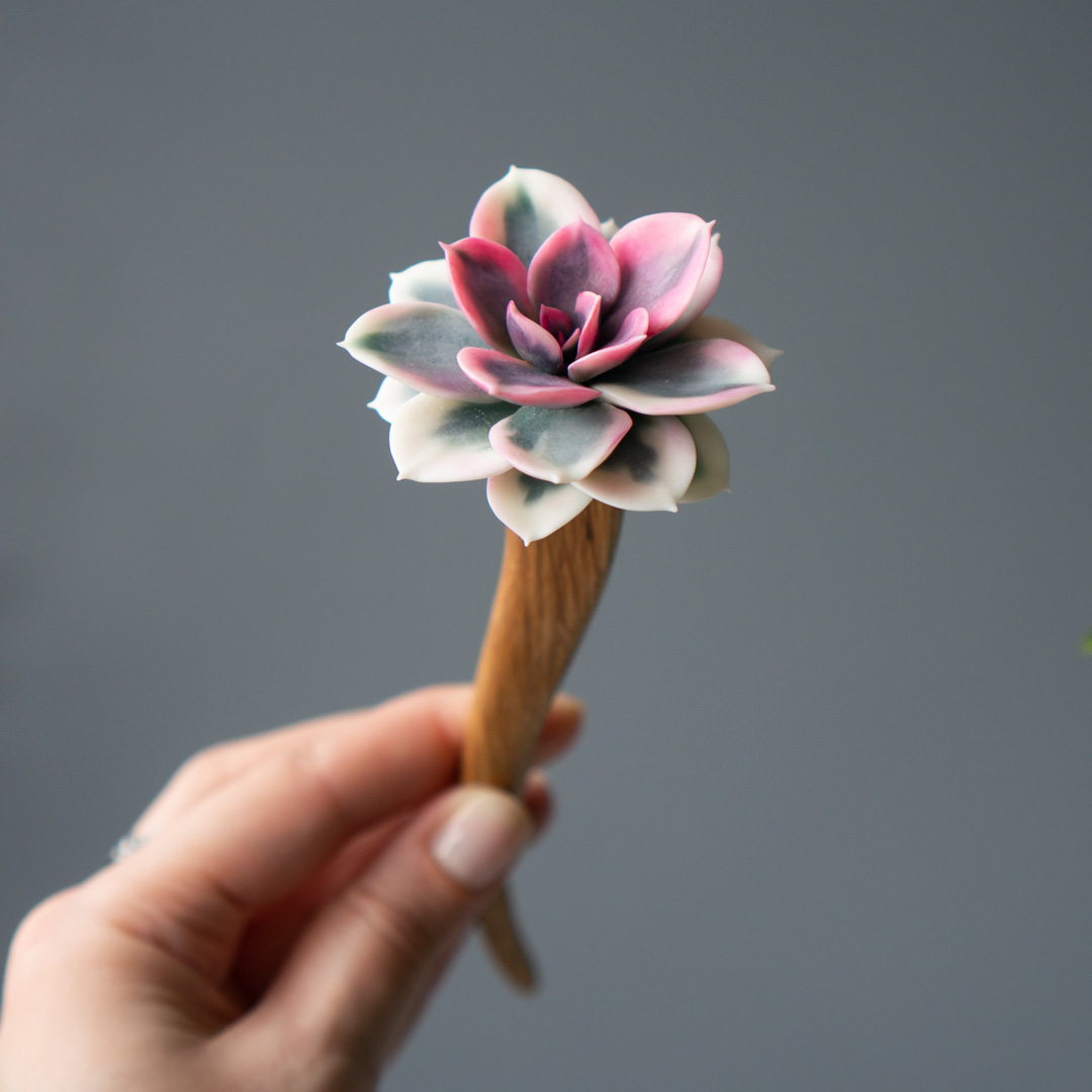 1_handcrafted_succulent_hair_stick_with_echeveria_rainbow