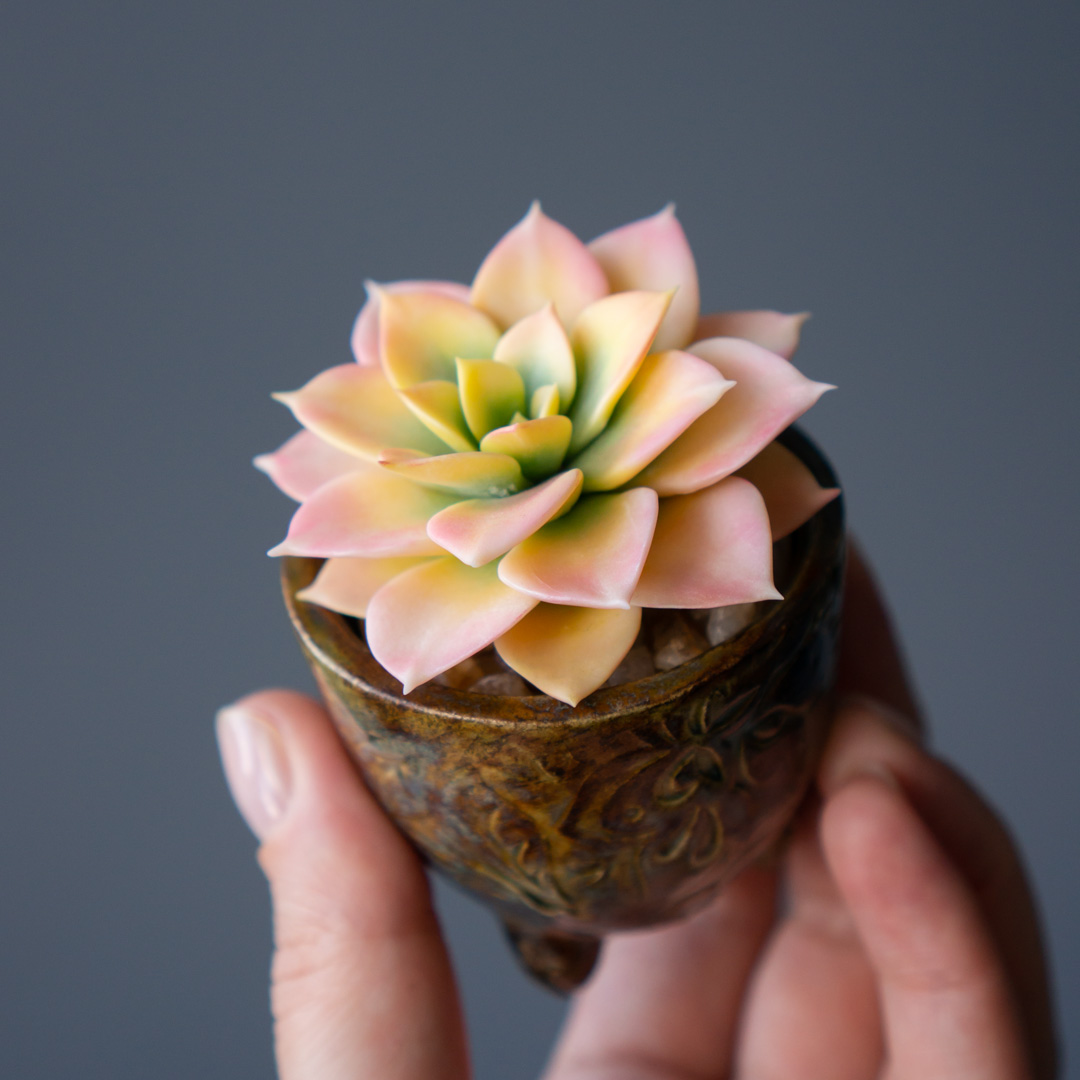 1_stash_jewelry_box_with_handcrafted_echeveria_rainbow