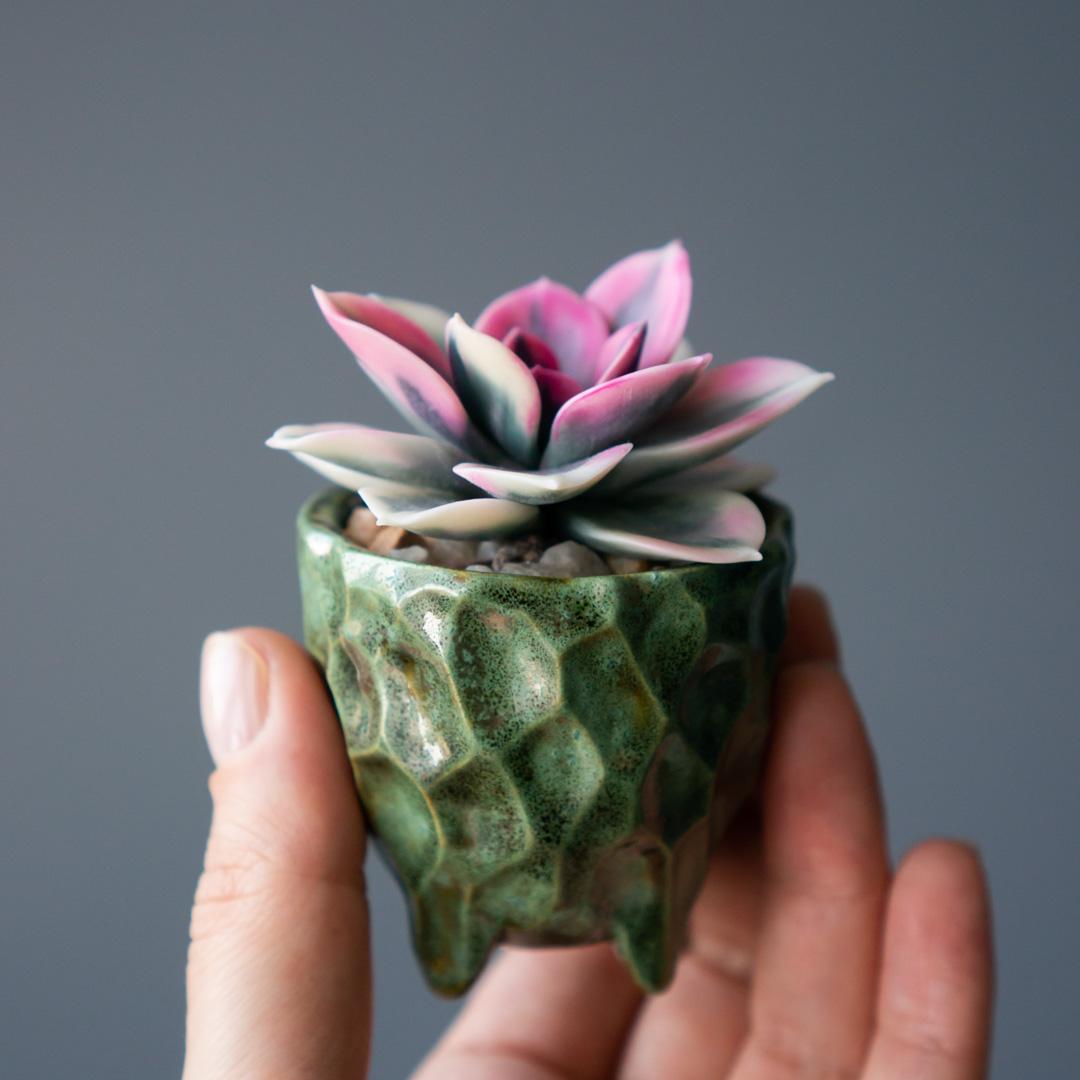 1_stash_jewelry_box_with_handcrafted_echeveria_rainbow