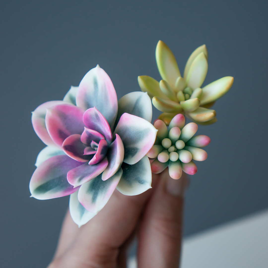 3_succulent_wedding_hairpin_set_echeveria_rainbow_variegated