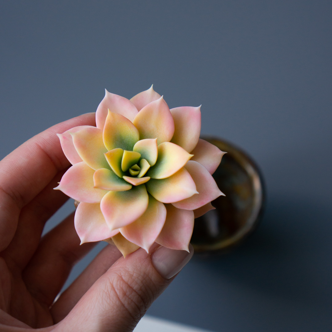 4_stash_jewelry_box_with_handcrafted_echeveria_rainbow