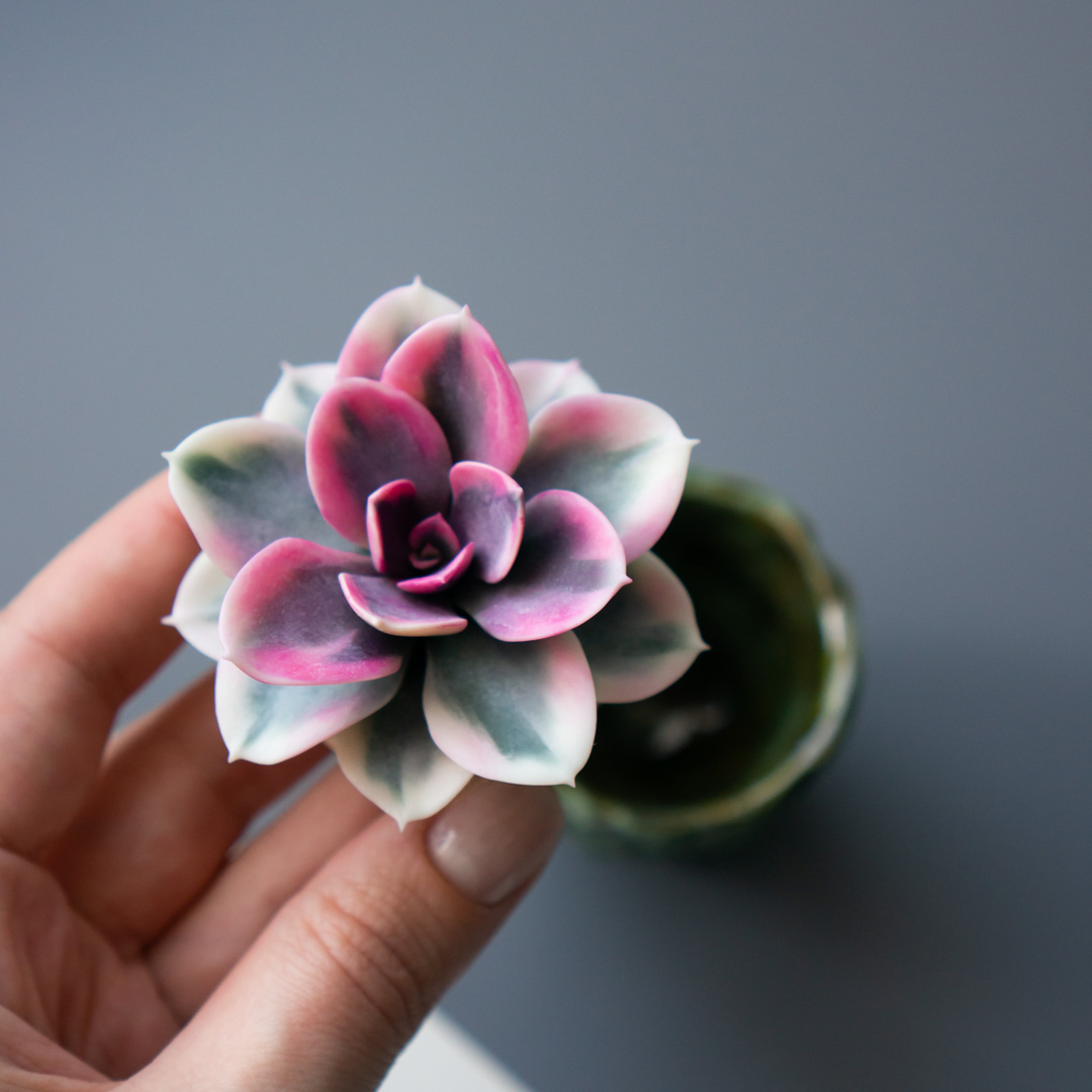 4_stash_jewelry_box_with_handcrafted_echeveria_rainbow