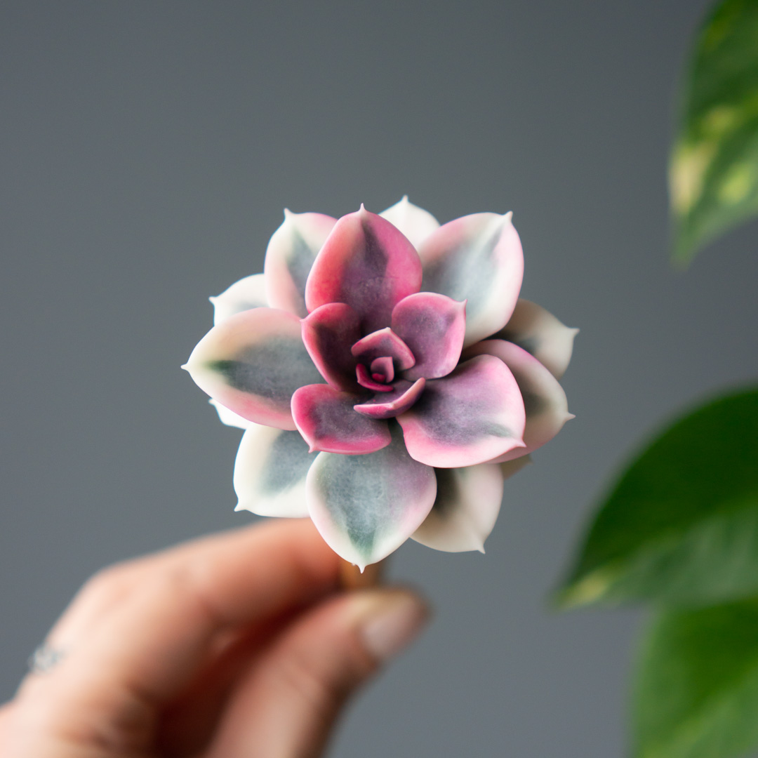 5_handcrafted_succulent_hair_stick_with_echeveria_rainbow