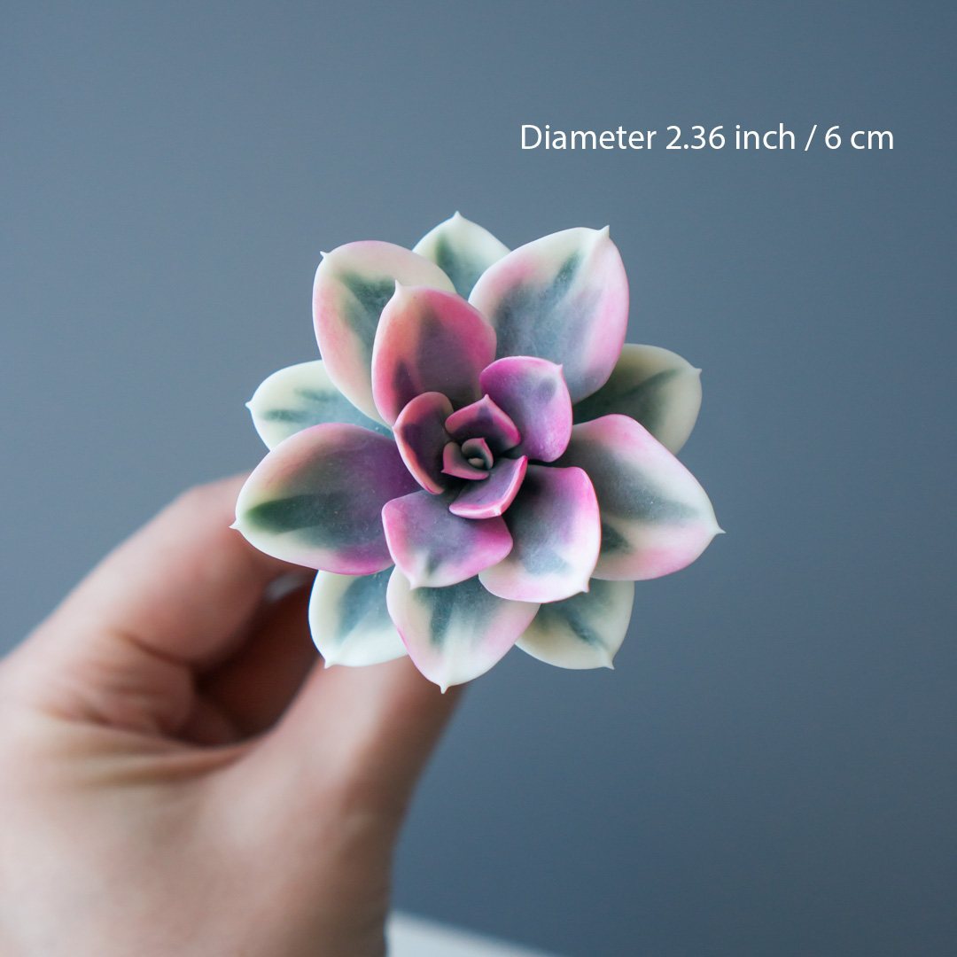 5_succulent_wedding_hairpin_set_echeveria_rainbow_variegated