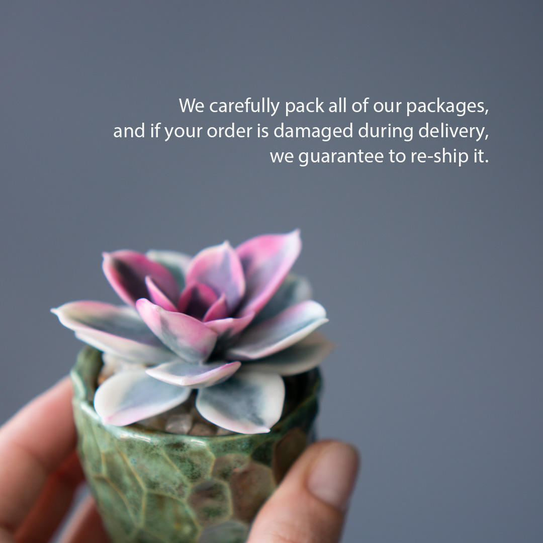 8_stash_jewelry_box_with_handcrafted_echeveria_rainbow