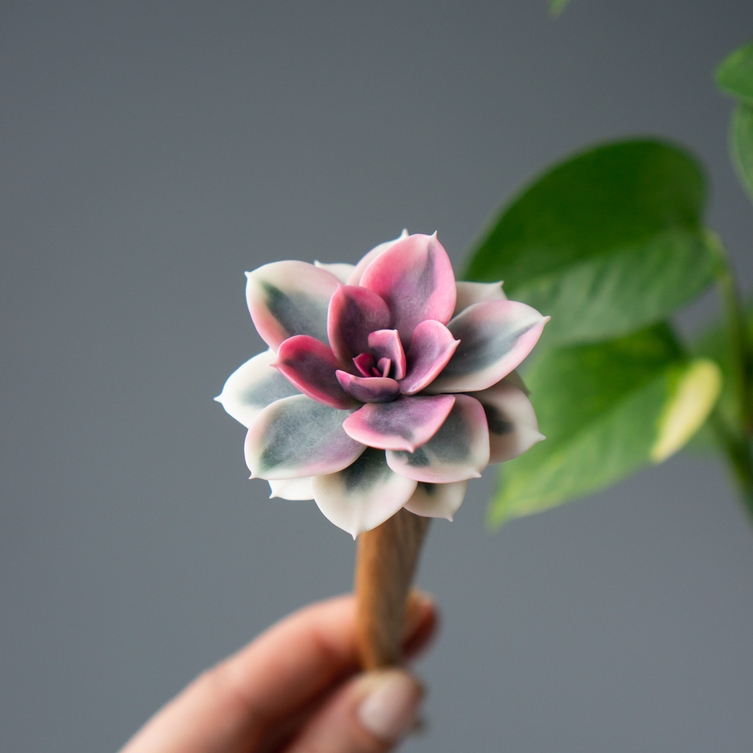 9_handcrafted_succulent_hair_stick_with_echeveria_rainbow
