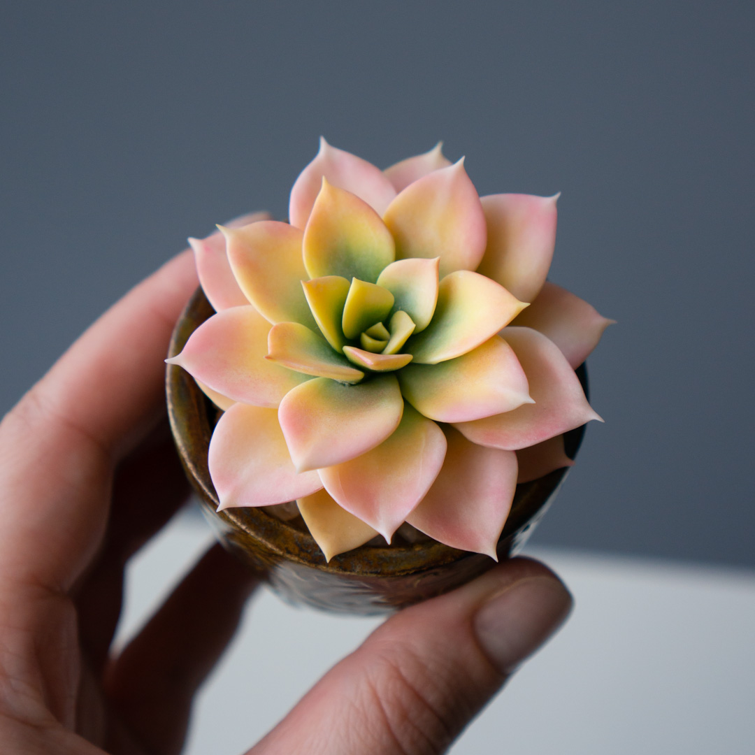 9_stash_jewelry_box_with_handcrafted_echeveria_rainbow