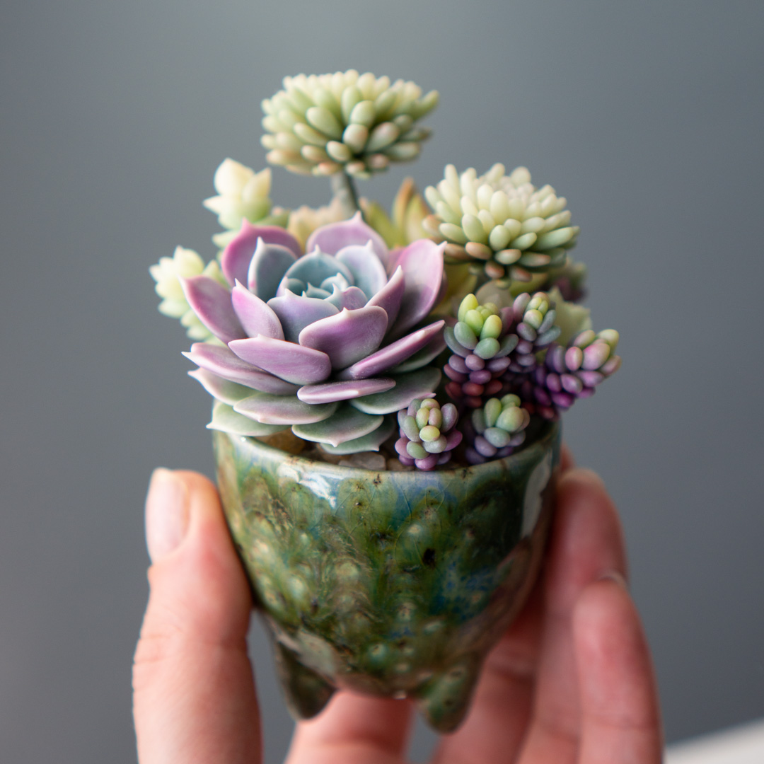 1_stash_trinket_box_polymer_clay_echeveria_lola_sedum_minor_nussbaumerianum_crassula