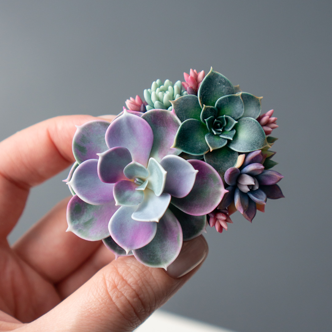 5_echeveria_perle_von_nurnberg_polymer_clay_brooch