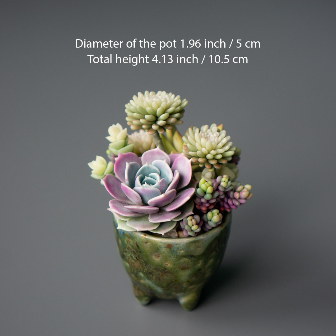 5_stash_trinket_box_polymer_clay_echeveria_lola_sedum_minor_nussbaumerianum_crassula