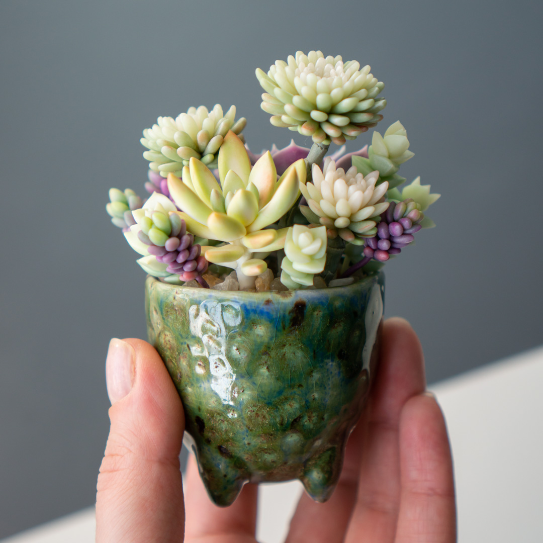 6_stash_trinket_box_polymer_clay_echeveria_lola_sedum_minor_nussbaumerianum_crassula