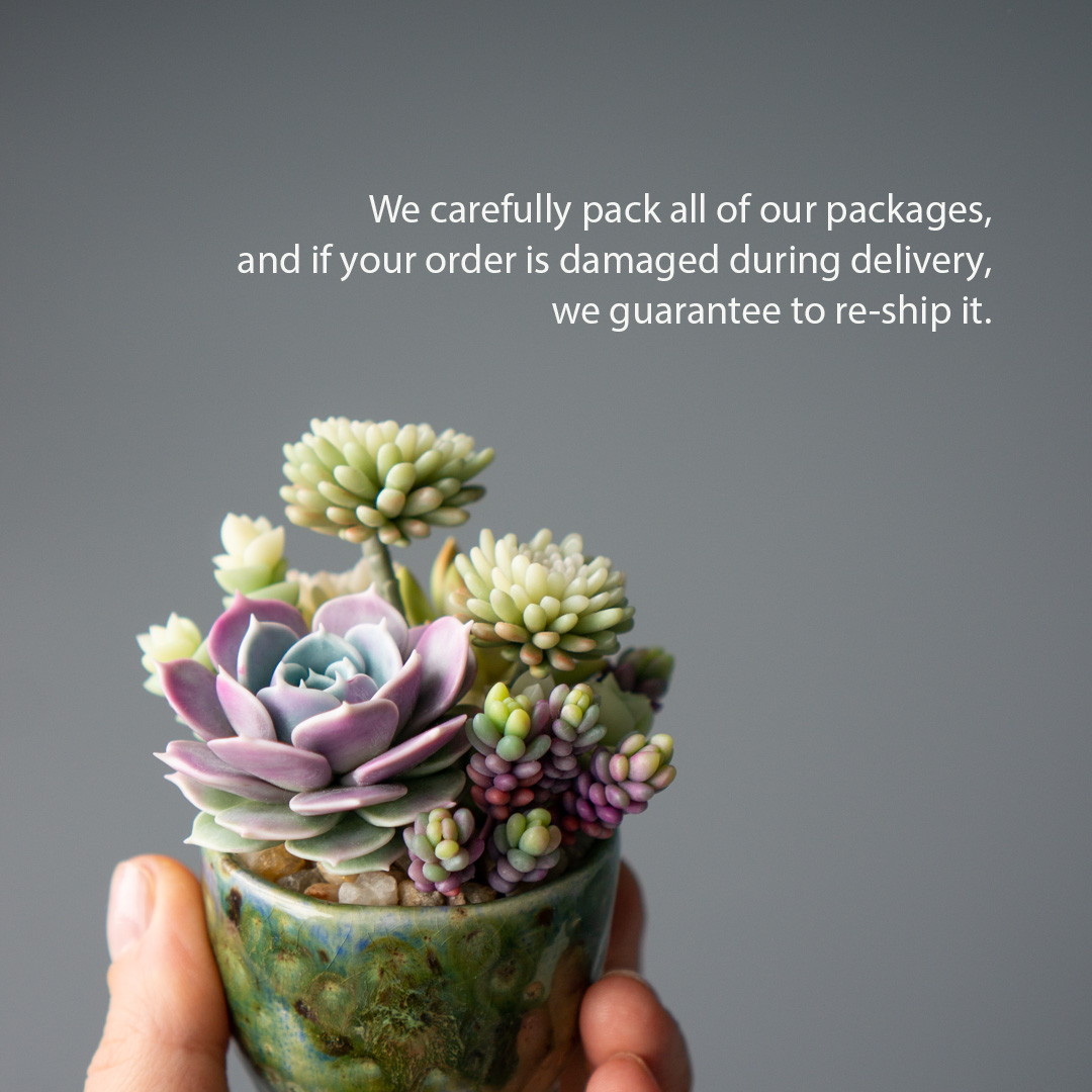 8_stash_trinket_box_polymer_clay_echeveria_lola_sedum_minor_nussbaumerianum_crassula