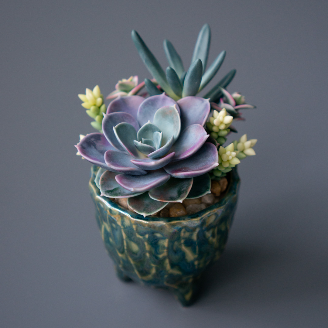 01_stash_jewelry_box_with_echeveria_perle_von_nurnberg