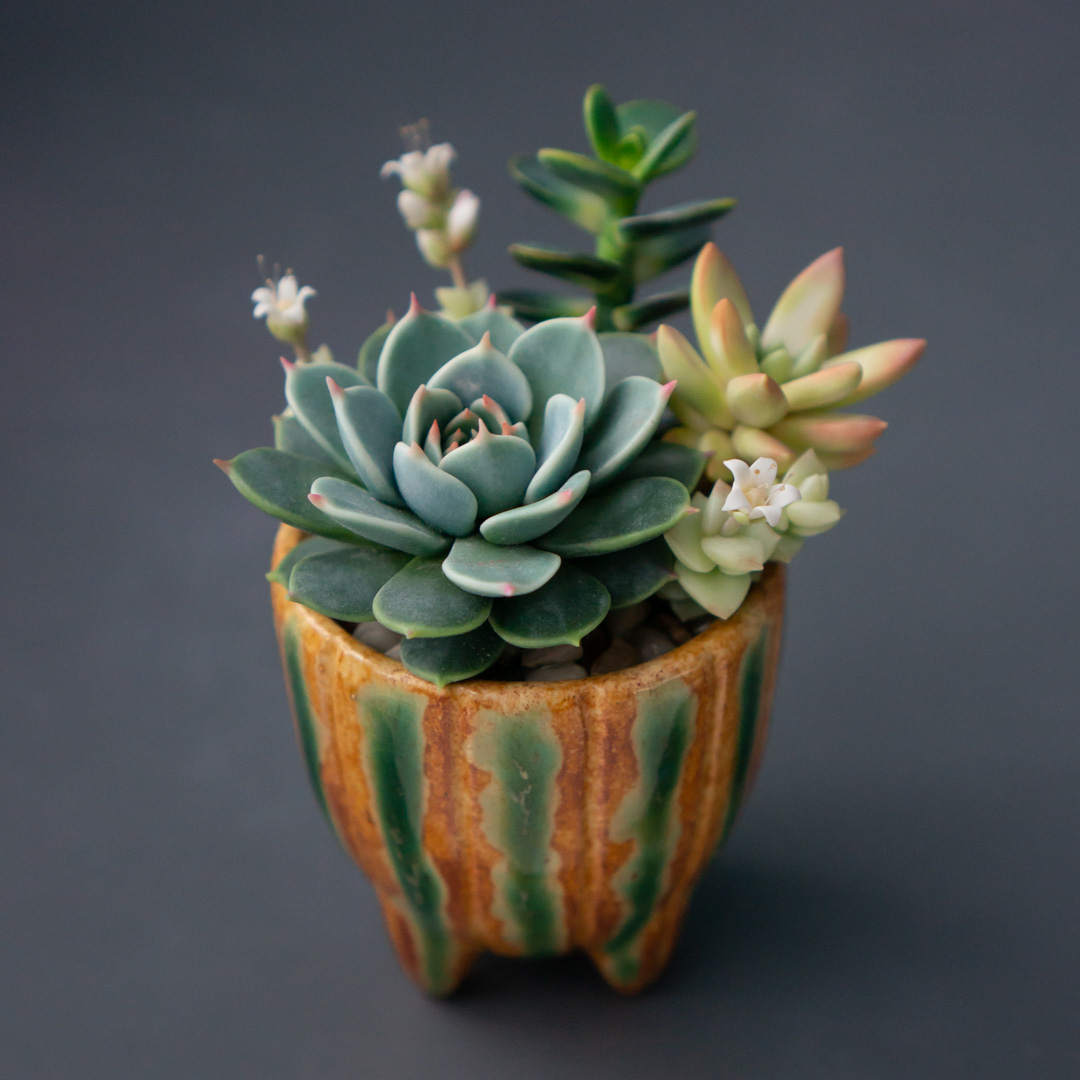 01_succulent_jewelry_box_with_echeveria_chihuahuensis_and_crassula_ovata