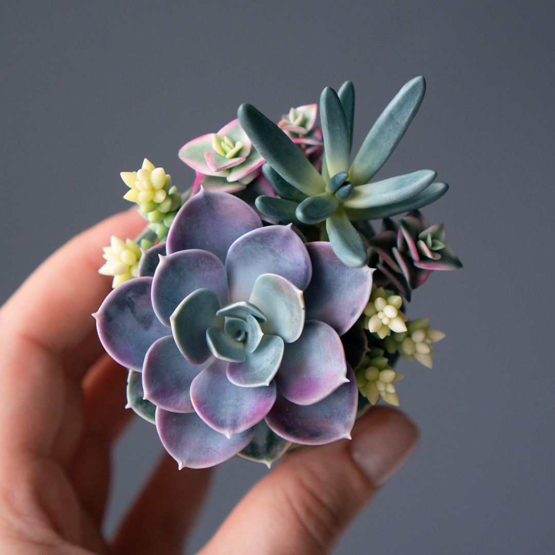 03_stash_jewelry_box_with_echeveria_perle_von_nurnberg