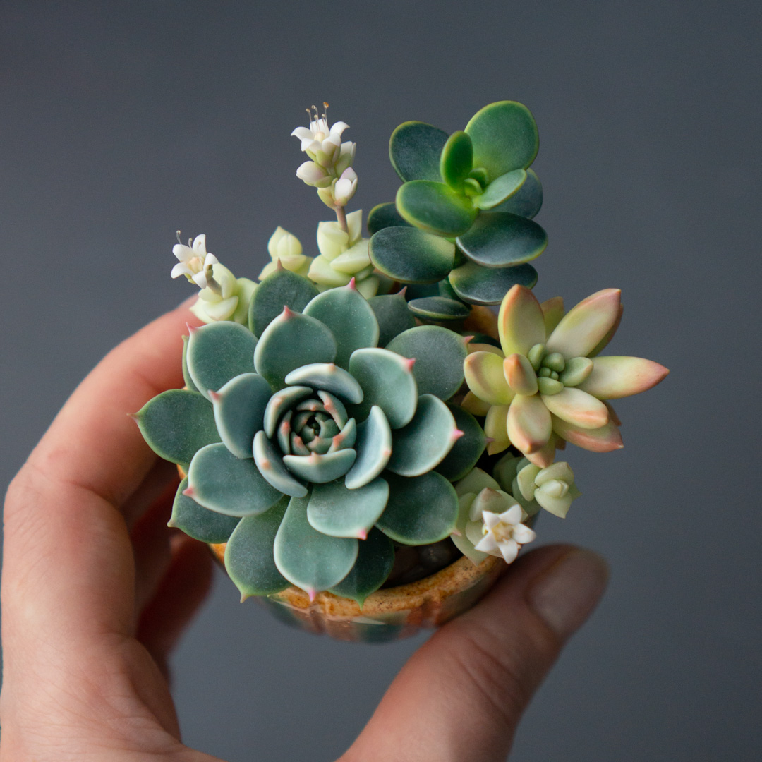 03_succulent_jewelry_box_with_echeveria_chihuahuensis_and_crassula_ovata