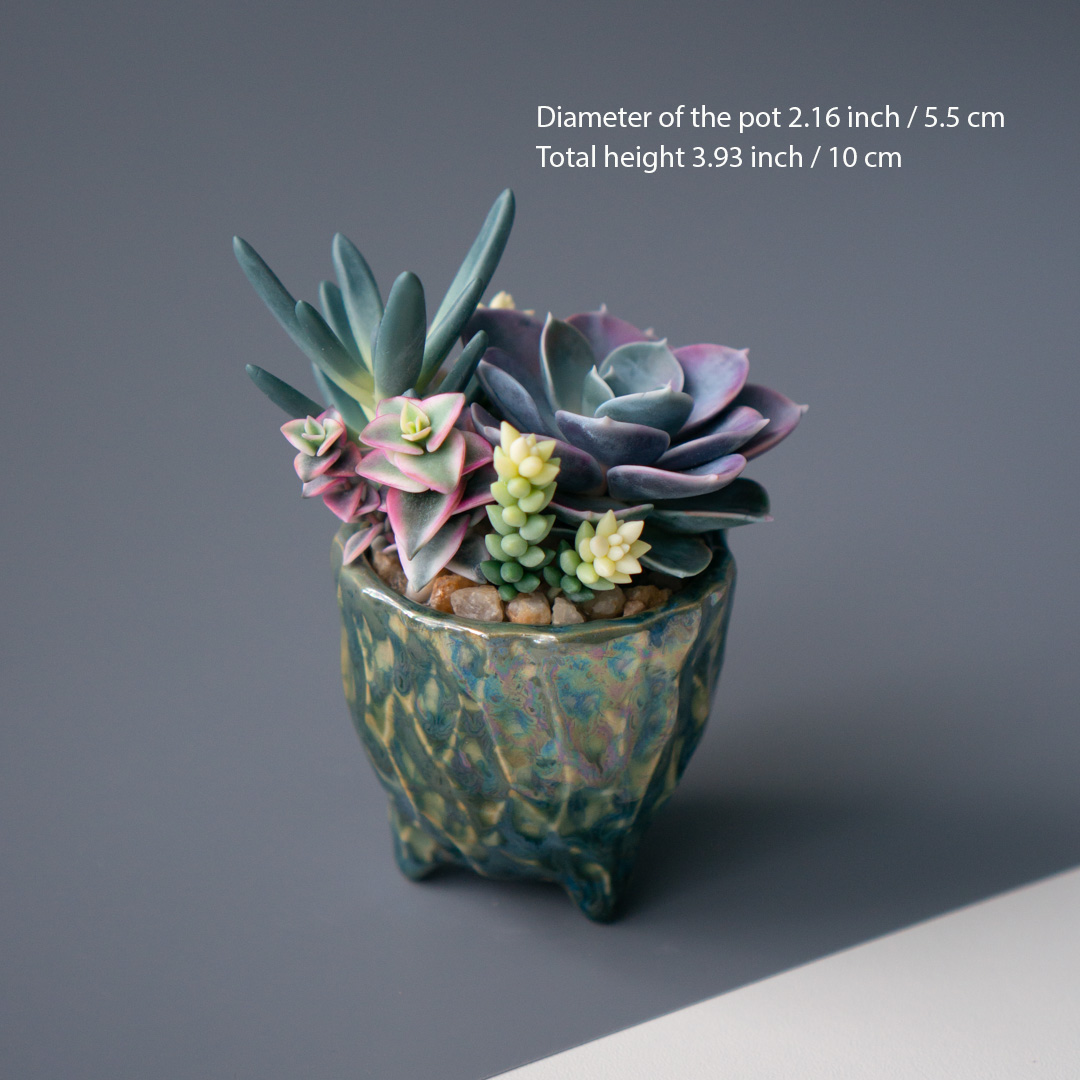 04_stash_jewelry_box_with_echeveria_perle_von_nurnberg