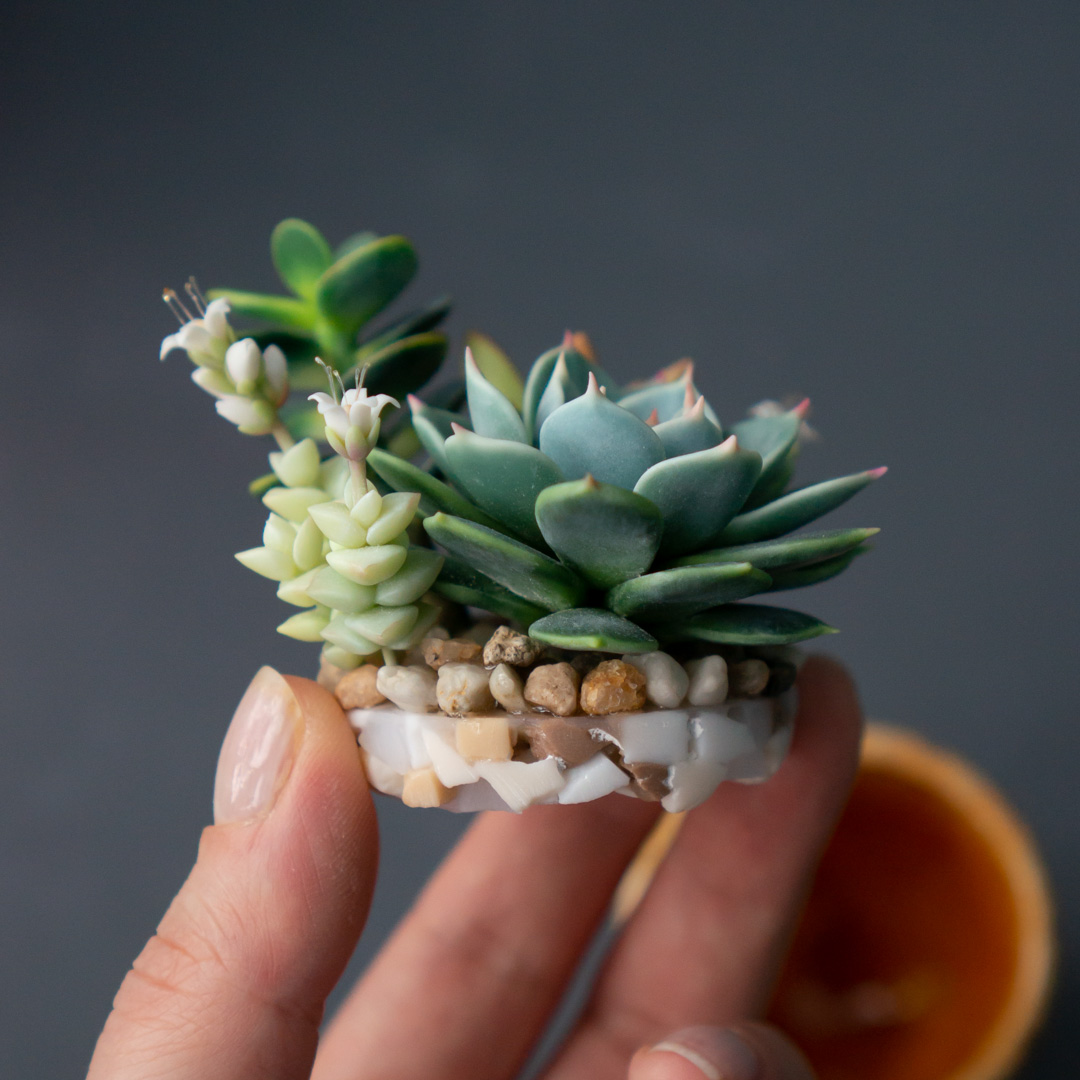 04_succulent_jewelry_box_with_echeveria_chihuahuensis_and_crassula_ovata