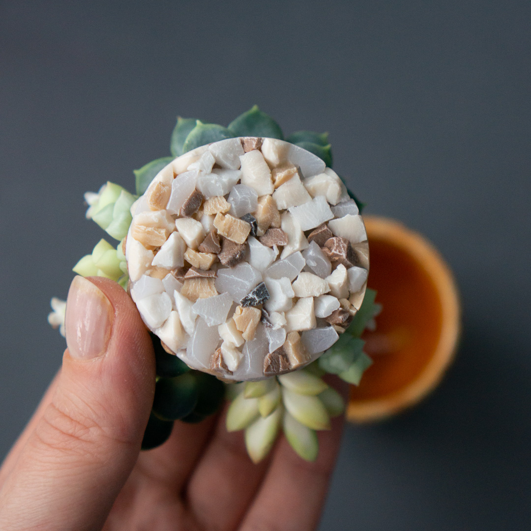 05_succulent_jewelry_box_with_echeveria_chihuahuensis_and_crassula_ovata