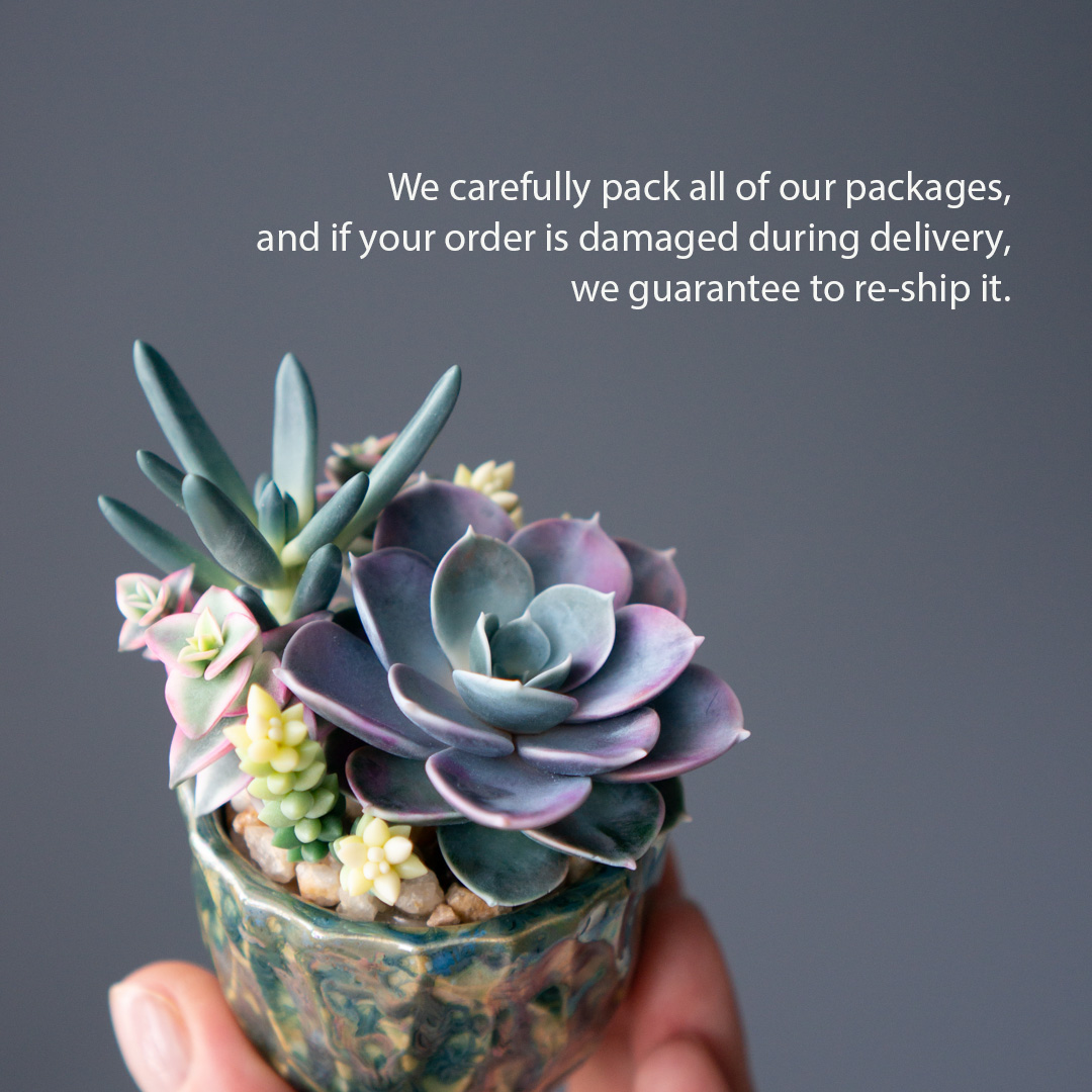 06_stash_jewelry_box_with_echeveria_perle_von_nurnberg