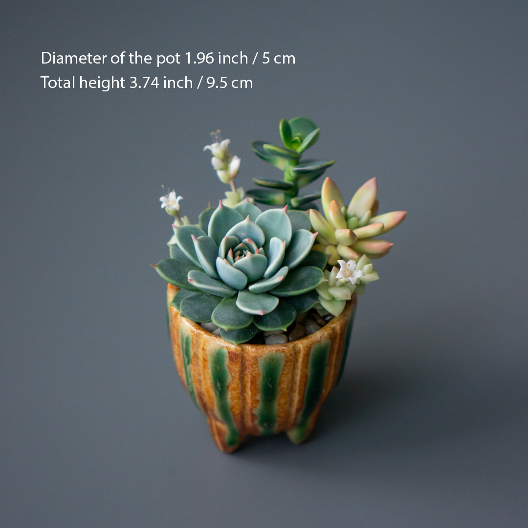 06_succulent_jewelry_box_with_echeveria_chihuahuensis_and_crassula_ovata