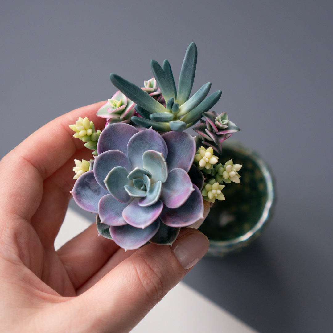 07_stash_jewelry_box_with_echeveria_perle_von_nurnberg