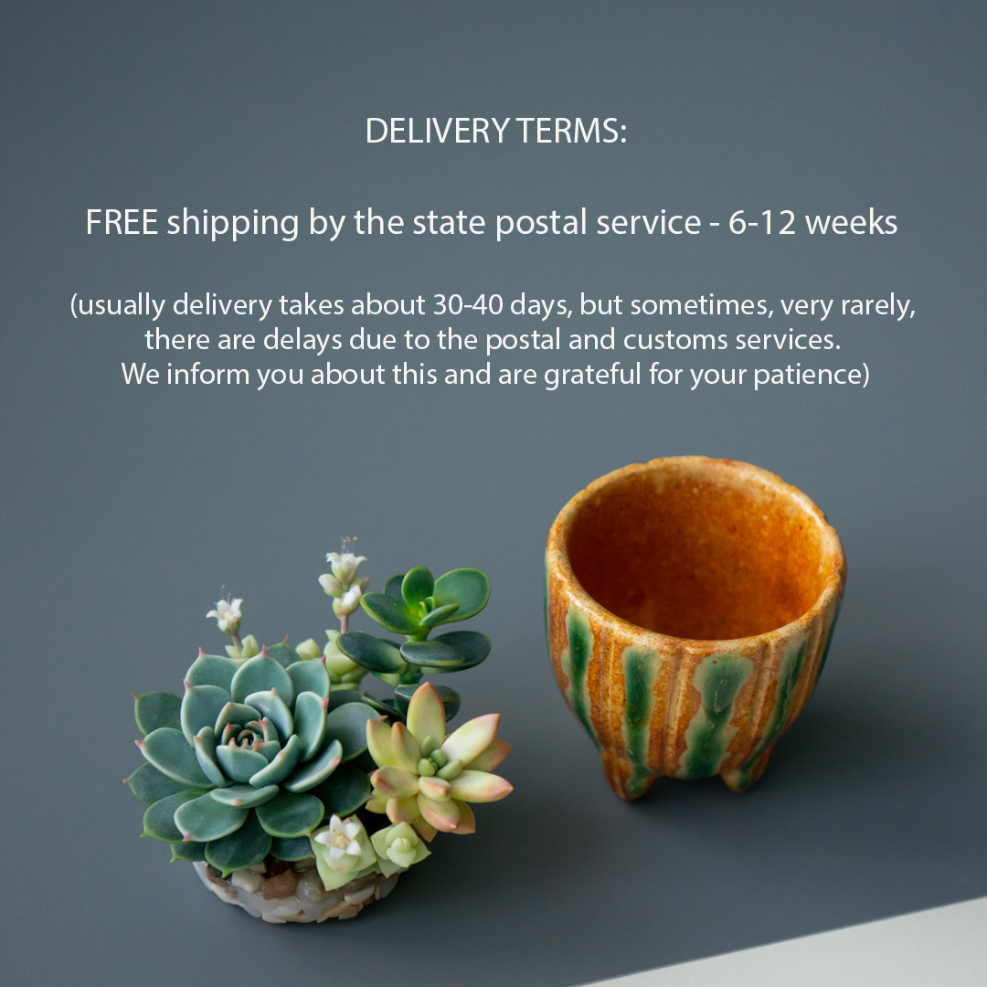 07_succulent_jewelry_box_with_echeveria_chihuahuensis_and_crassula_ovata