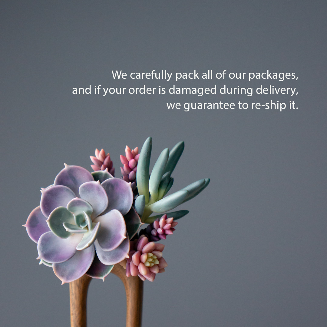 07_wooden_hairpin_with_echeveria_perle_von_nurnberg_senecio_serpens_sedeveria_pink_granite
