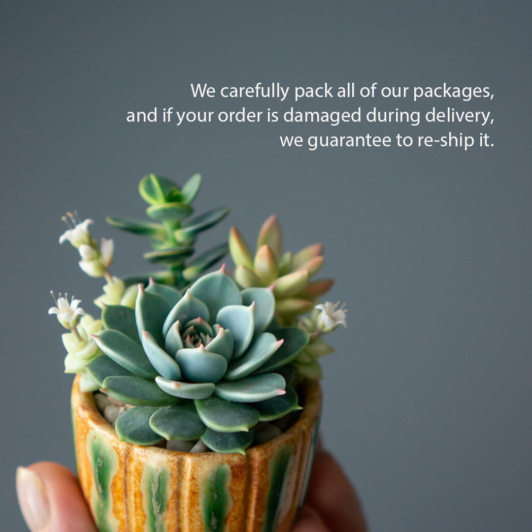 08_succulent_jewelry_box_with_echeveria_chihuahuensis_and_crassula_ovata