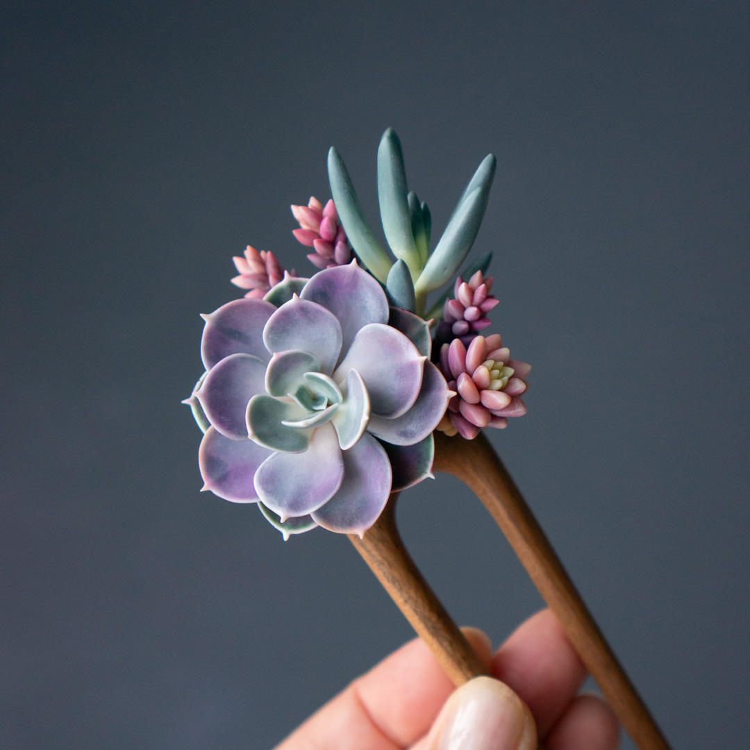 08_wooden_hairpin_with_echeveria_perle_von_nurnberg_senecio_serpens_sedeveria_pink_granite