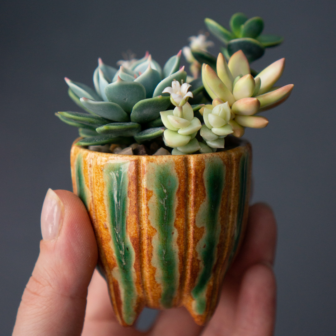 09_succulent_jewelry_box_with_echeveria_chihuahuensis_and_crassula_ovata