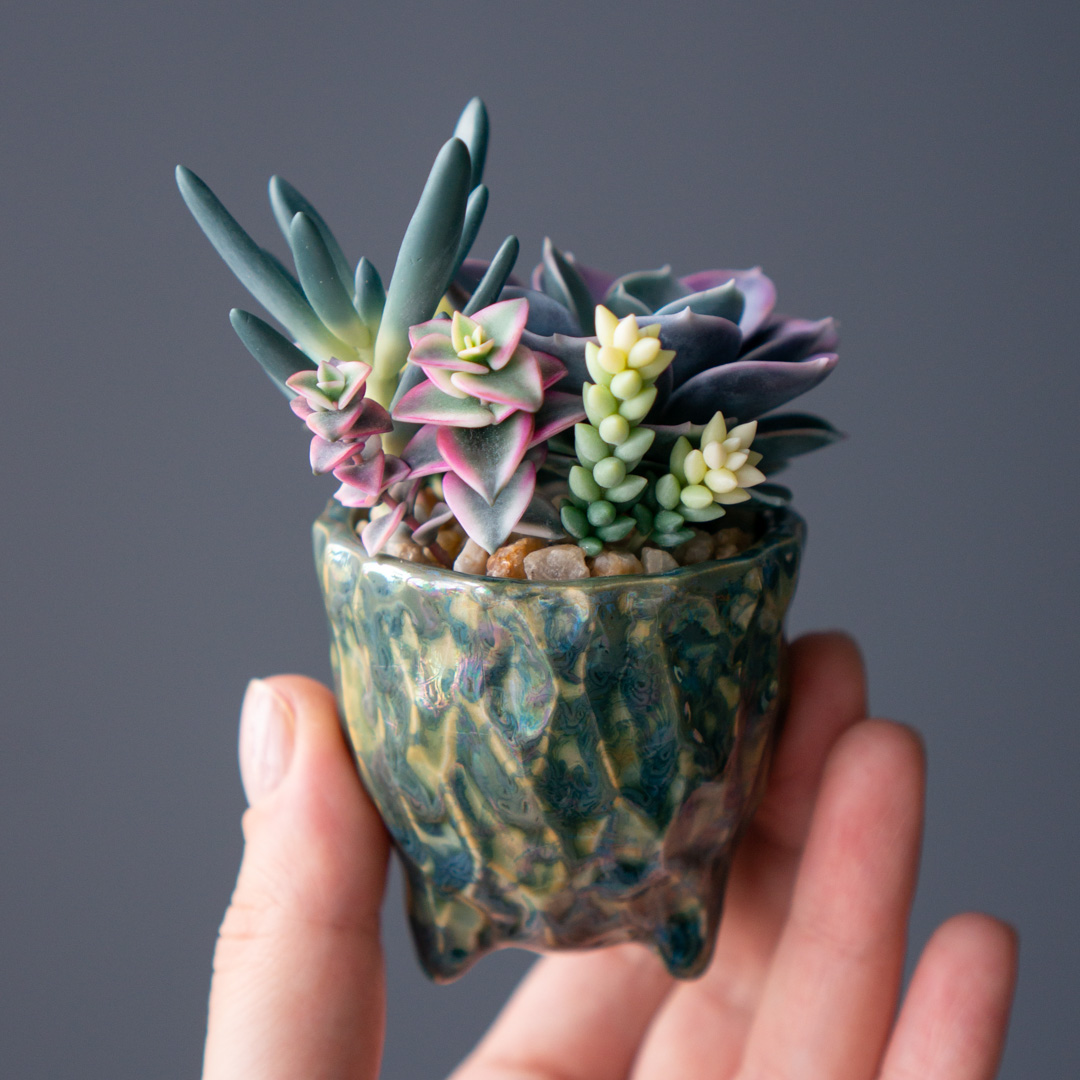 10_stash_jewelry_box_with_echeveria_perle_von_nurnberg